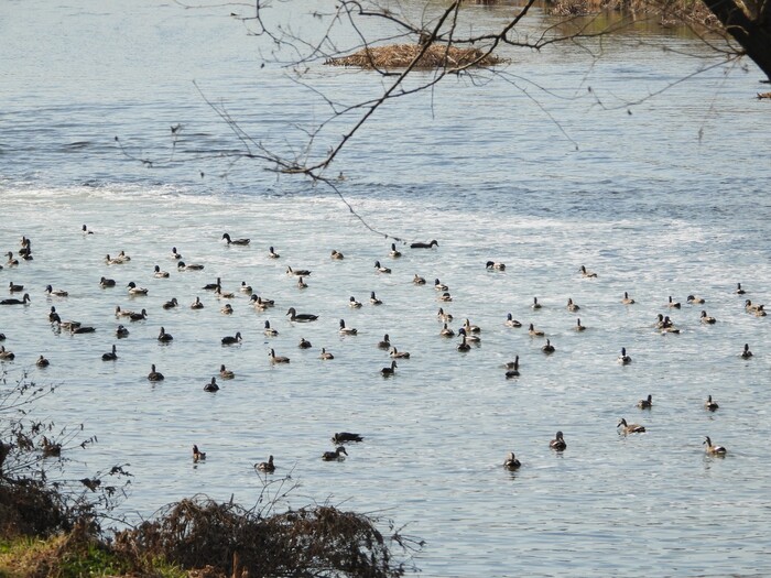 [로컬라이프] 천연기념물 원앙 등 겨...
